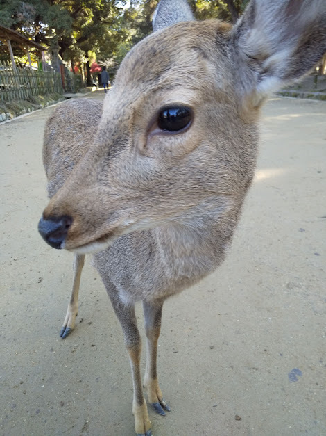 ★イチョウの葉っぱ食べるの？