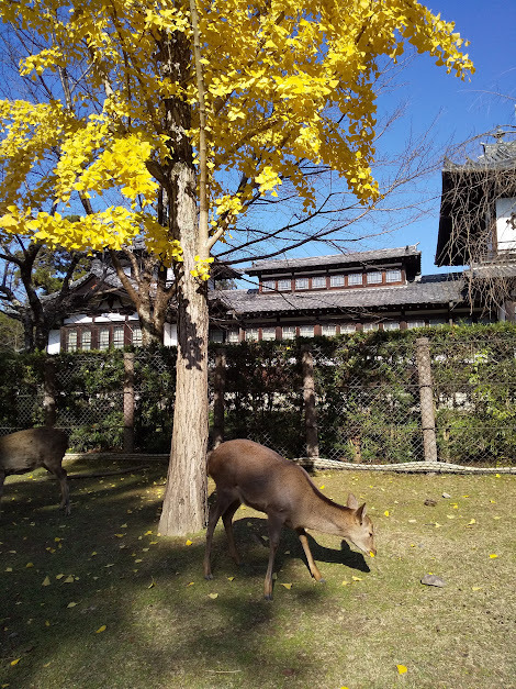 ★イチョウの葉っぱ食べるの？