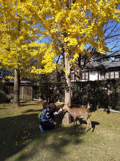 ★イチョウの葉っぱ食べるの？