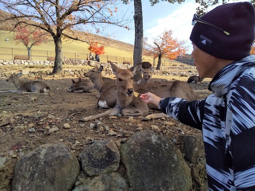 ★イチョウの葉っぱ食べるの？