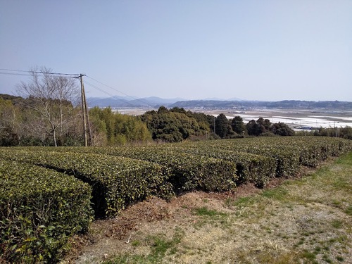 ★360度茶畑や～