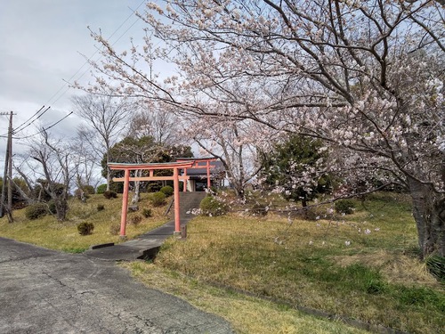 ★鳥居と桜の組み合わせイイね～