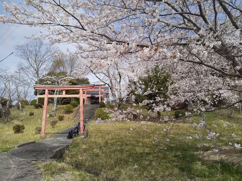 ★花見の下見や～