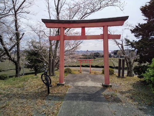 ★鳥居と桜の組み合わせイイね～