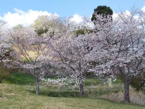 ★ご近所西楽寺（袋井市）さんも満開