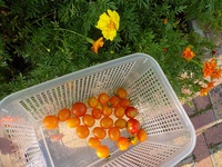 初トマトの収穫　「お味は・・・？」 2017/08/21 17:46:51