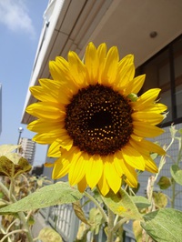 Beautiful Flowers ~美しい花たち～ 2017/09/01 15:31:30