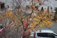 桜も、窓も紅葉しました！？ 2017/12/04 17:03:37