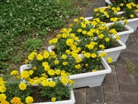トマト、ピーマンできました 2019/07/03 11:58:36
