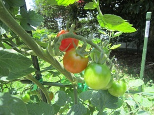 夏野菜が大きく成長しています