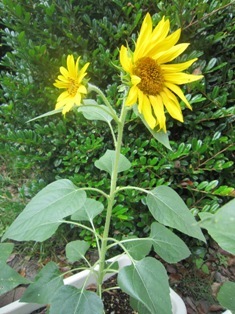 ひまわりの花が咲きました