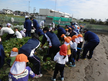 保育園児と「いも掘り」をしました！
