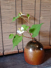 一輪挿しとドクダミ