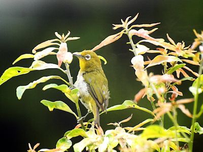 タヌキその後