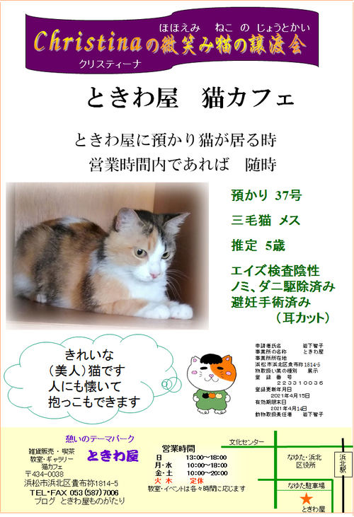 預かり猫　３７号