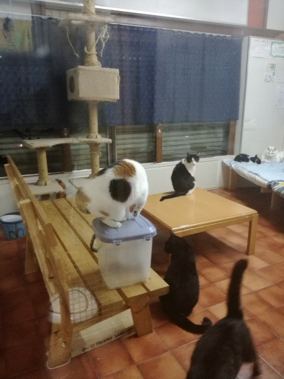 猫カフェ　リピーター様歓迎