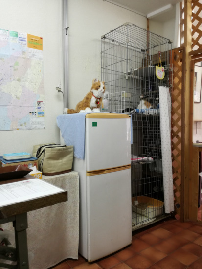 預かり猫　３８号