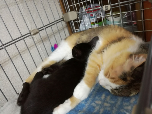 預かり猫　３８号