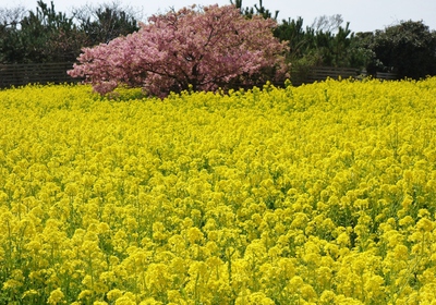 菜の花祭り