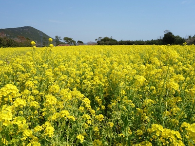 菜の花祭り