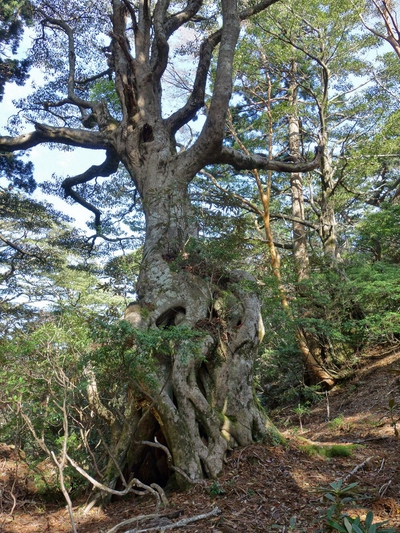 2018　04月屋久島縦走3