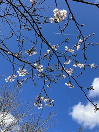 桜が咲いた 2024/03/28 05:03:05