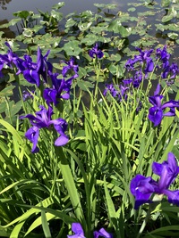 水際が賑やか