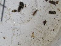 全国水生生物調査協力
