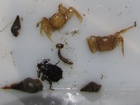 全国水生生物調査協力