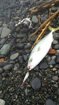駿河湾メタルキッド