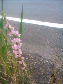 橋の上の歩道の境に、ネジバナがあった。これは不思議だ