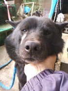 午前中に散歩をしたら、工事現場のおじさんたちにナデナデしてもらったワンコ
