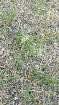 緑の濃い芝の中に、薄い緑の芽が発生
