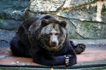 もしフーちゃんがヒグマだったら