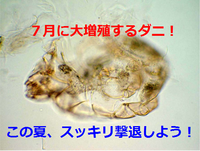 ダニが引き起こすダニアレルギー、自宅でできる対策が分かった！