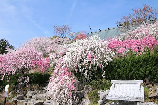 カナメ神宮の桜と枝垂れモモ 海とオーディオ