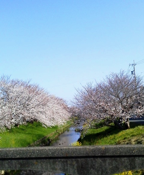 川沿いの桜♪