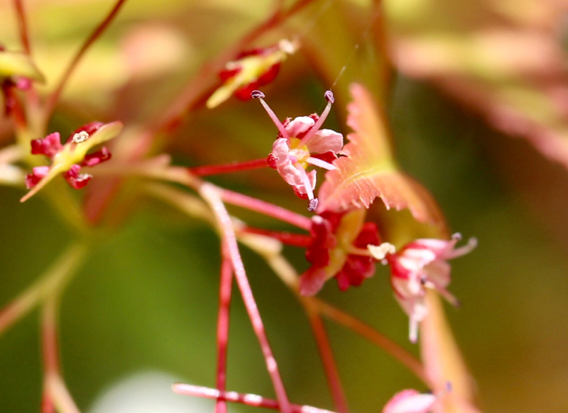 春です 紅葉 もみじ の花が咲きました 海とオーディオ