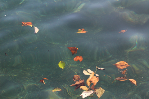 秋の海で枯葉に擬態しているナンヨウツバメウオの幼魚 海とオーディオ