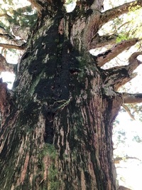 樹齢1300年の古木詣で