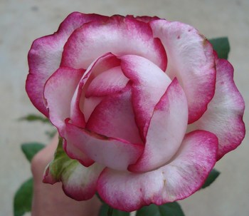 薔薇の変色