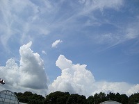 そろそろ梅雨明け…