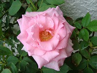 綺麗に咲いて