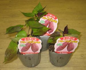 さつまいも苗　フルーツこがね入荷！