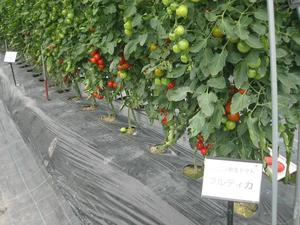 トマトの栽培方法