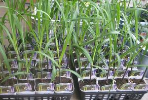 沖縄からサトウキビの苗が届きました 土と親しむ 家庭菜園 農業応援歌