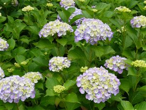 紫陽花