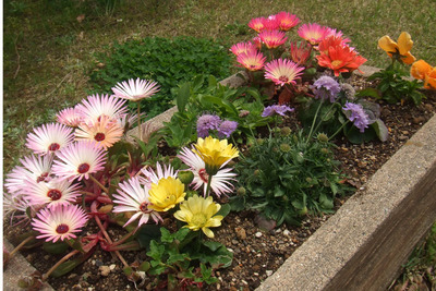 花・はな・ハナ…