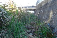 権現谷川のゴミ拾い