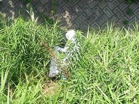 権現谷川のゴミ拾い